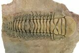 Very Nice Crotalocephalina Trilobite - Atchana, Morocco #251683-2